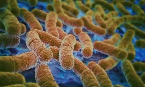 雪寶抗菌防霉板是什么?為什么要使用抗菌防霉板?